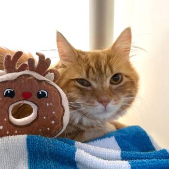 Toonder -  Domestic Long Hair Cat for Adoption in Harrisonburg, Virginia - Toonder | PetCurious