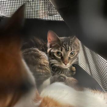 Carlita - Bonded With Juan -  Domestic Short Hair Cat for Adoption in Des Moines, Iowa - Carlita - Bonded With Juan | PetCurious