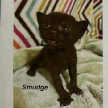 Smudge -  Domestic Short Hair Cat Available for Adoption in Bentonville, Arkansas - Smudge | PetCurious