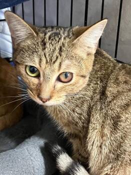 Domestic Short Hair Cats Available for Adoption in Lunenburg, Massachusetts - Dash | PetCurious