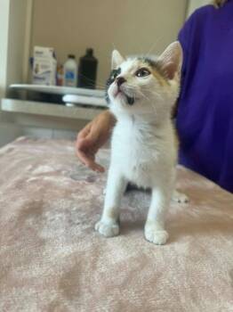 Jeepers -  Domestic Short Hair Cat for Adoption in Marion, Ohio - Jeepers | PetCurious
