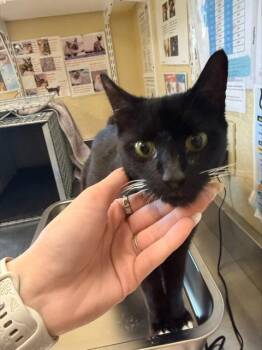 Domestic Short Hair Cats Available for Adoption in Fort Myers, Florida - LUELLEN | PetCurious