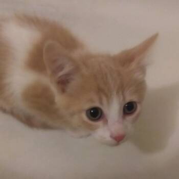 Domestic Short Hair Cats Available for Adoption in Springfield, Illinois - Cabernet | PetCurious