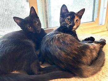 Kitten Lex Luther -  Domestic Short Hair Cat for Adoption in Seal Beach, California - Kitten Lex Luther | PetCurious