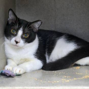 Rescue Domestic Short Hair Cats for Adoption in Sanford, Florida - Breezy | PetCurious