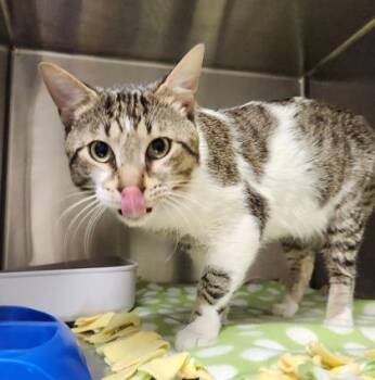 Domestic Short Hair Cats Available for Adoption in Lake Tapwingo, Missouri - Paprika | PetCurious