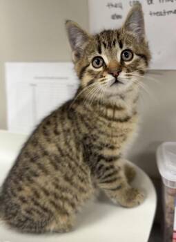 Domestic Short Hair Cats Available for Adoption in Bemidji, Minnesota - Gary | PetCurious
