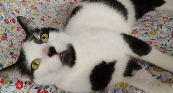 Moomin -  Domestic Short Hair Cat for Adoption in Brenham, Texas - Moomin | PetCurious