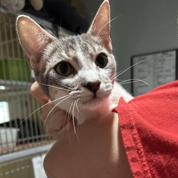 Sir Pentious -  Domestic Short Hair Cat for Adoption in Leander, Texas - Sir Pentious | PetCurious