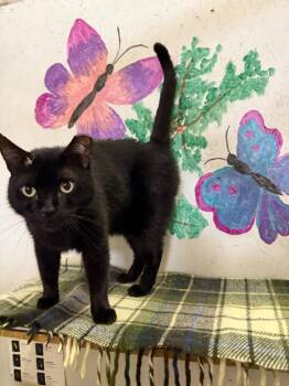 Domestic Short Hair Cats Available for Adoption - Gus | PetCurious