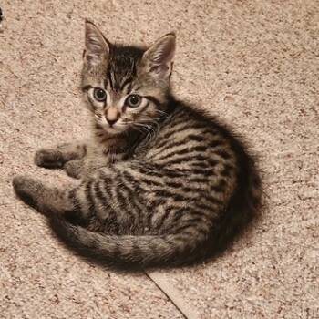 Rescue Domestic Short Hair Cats for Adoption in Richmond, Virginia - Pete | PetCurious