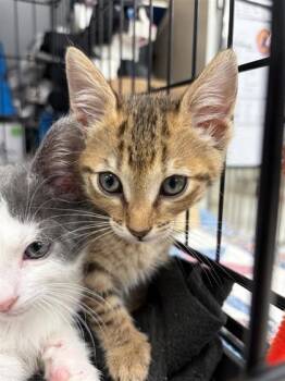 Domestic Short Hair Cats Available for Adoption in West Chester, Pennsylvania - Jade | PetCurious