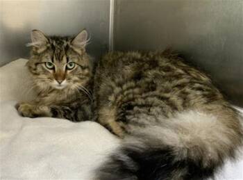 Domestic Long Hair and Domestic Short Hair Cats Available for Adoption in Visalia, California - A252900 | PetCurious