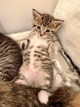 Tabby Cats Available for Adoption in Waxhaw, North Carolina - Zercher | PetCurious