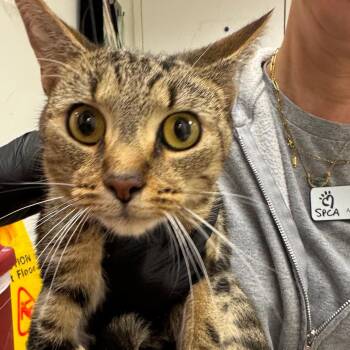 Telemarketer -  Domestic Short Hair Cat for Adoption in York, Pennsylvania - Telemarketer | PetCurious