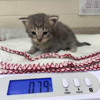 Domestic Short Hair Cats Available for Adoption in Bastrop, Texas - Ruth 26-05-174 | PetCurious