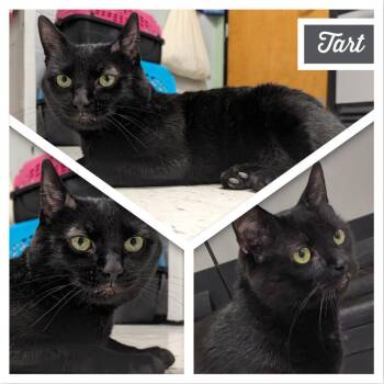 Sunny -  Domestic Short Hair Cat for Adoption in Downers Grove, Illinois - Sunny | PetCurious