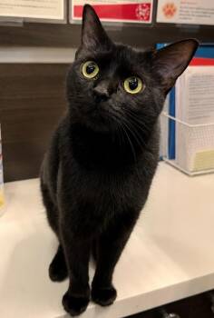 Umbreon - The little supervisor -  Domestic Short Hair and Bombay Cat for Adoption in Austin, Texas - Umbreon - The Little Supervisor | PetCurious