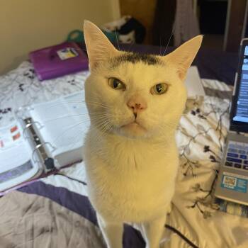 Speedy -  American Shorthair Cat for Adoption in Medford, Massachusetts - Speedy | PetCurious