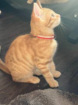 Leopold -  Domestic Short Hair Cat for Adoption in Lunenburg, Massachusetts - Leopold | PetCurious
