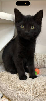 Rescue Domestic Short Hair Cats for Adoption in Cuyahoga Falls, Ohio - Marcel | PetCurious