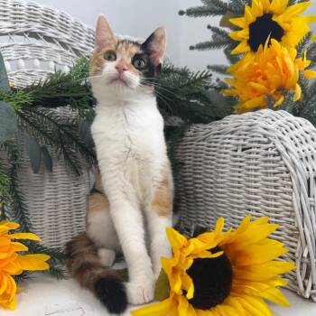 Maris Harbor 56362 -  Domestic Short Hair Cat for Adoption in Eaton Rapids, Michigan - Maris Harbor 56362 | PetCurious
