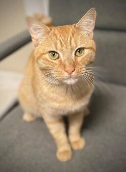 Barnaby -  Domestic Short Hair Cat for Adoption in Duxbury, Massachusetts - Barnaby | PetCurious