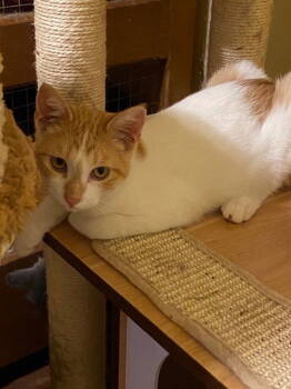Rescue Domestic Short Hair Cats for Adoption in Escondido, California - Dante | PetCurious