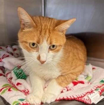 Rescue Domestic Short Hair Cats for Adoption in Braintree, Massachusetts - Jones - Sir Toes-a-Lot | PetCurious
