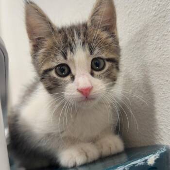 Peach -  Domestic Short Hair Cat for Adoption in Dallas, Texas - Peach | PetCurious