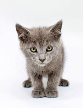 Topaz -  Domestic Short Hair Cat Available for Adoption in Morton Grove, Illinois - Topaz | PetCurious