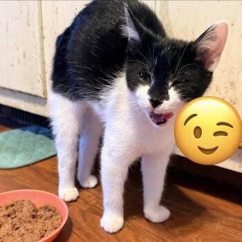 Bosco -  American Shorthair Cat for Adoption - Bosco | PetCurious