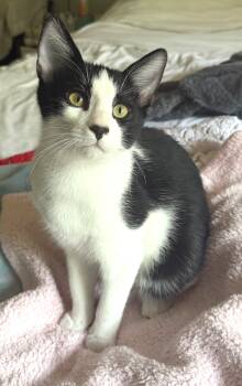 Max -  Tuxedo Cat for Adoption in Bentonville, Arkansas - Max | PetCurious