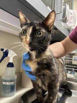 Pandora -  Domestic Short Hair Cat for Adoption in Wichita, Kansas - Pandora | PetCurious