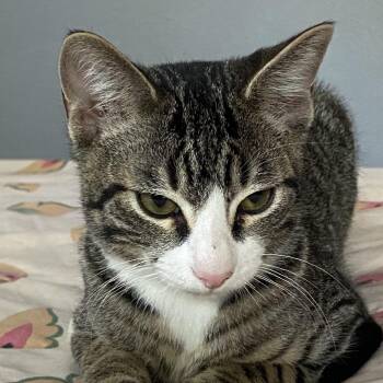 5A Cashew Roswell -  Domestic Short Hair Cat for Adoption in Denver, Colorado - 5A Cashew Roswell | PetCurious