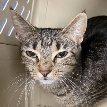 Rescue Domestic Short Hair Cats for Adoption in Allentown, Pennsylvania - Nefertiti | PetCurious