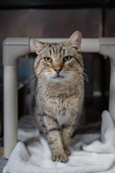 Domestic Short Hair Cats Available for Adoption in Herndon, Virginia - Walter | PetCurious