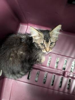 Bonnie -  Domestic Medium Hair and Domestic Short Hair Cat for Adoption in West Chester, Pennsylvania - Bonnie | PetCurious