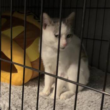 Janice -  Domestic Short Hair Cat for Adoption in Woodstock, Ontario - Janice | PetCurious