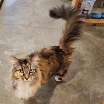 Domestic Long Hair Cats Available for Adoption - April C11218 | PetCurious
