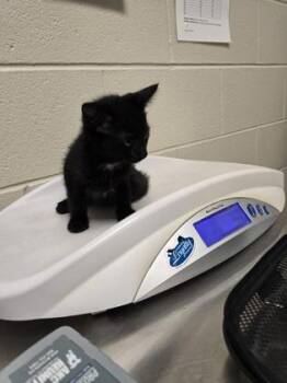 Azriel -  Domestic Short Hair Cat for Adoption in Fairfax, Virginia - Azriel | PetCurious