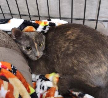 Rescue Domestic Short Hair Cats for Adoption in Ogden, Utah - Luana | PetCurious