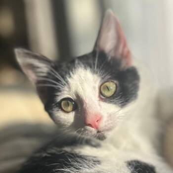 Purrogie -  Domestic Medium Hair Cat for Adoption in Cincinnati, Ohio - Purrogie | PetCurious
