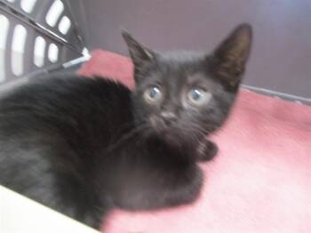 STEVIE -  Domestic Short Hair Cat for Adoption in Ocala, Florida - STEVIE | PetCurious