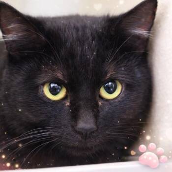 Domestic Medium Hair Cats Available for Adoption - The Black Pearl | PetCurious