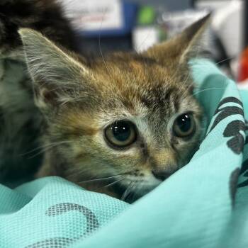 Tweedle Dum -  Domestic Short Hair Cat for Adoption in Newark, New Jersey - Tweedle Dum | PetCurious