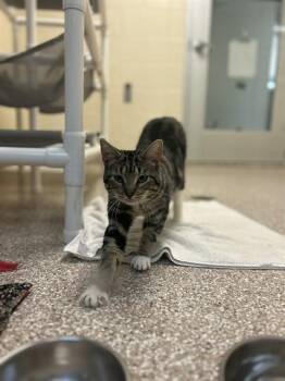 SCOTCH EGG -  Domestic Short Hair Cat for Adoption in Pueblo, Colorado - SCOTCH EGG | PetCurious