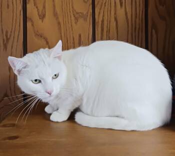Rescue Domestic Short Hair Cats for Adoption in Greensburg, Pennsylvania - Zima | PetCurious