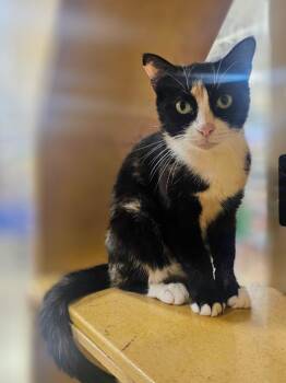 Cali -  Domestic Short Hair Cat for Adoption in Pearland, Texas - Cali | PetCurious