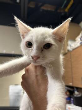 GOOP -  Domestic Medium Hair Cat for Adoption in Modesto, California - GOOP | PetCurious